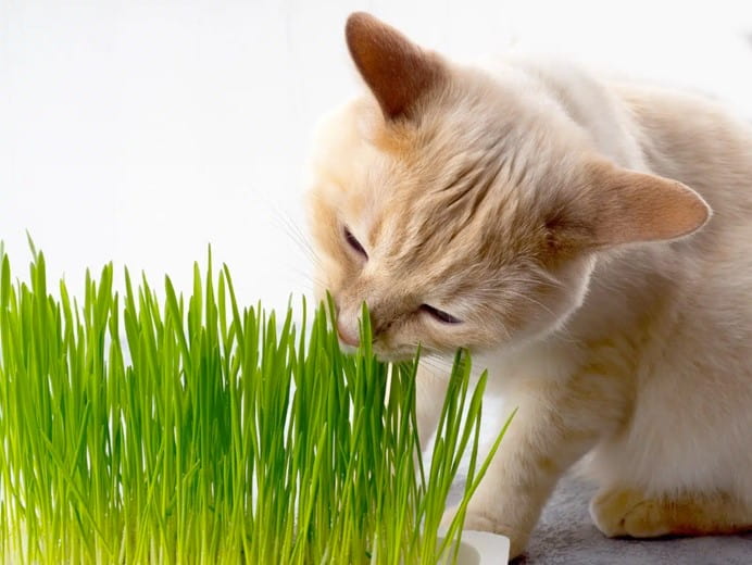 貓吃貓草