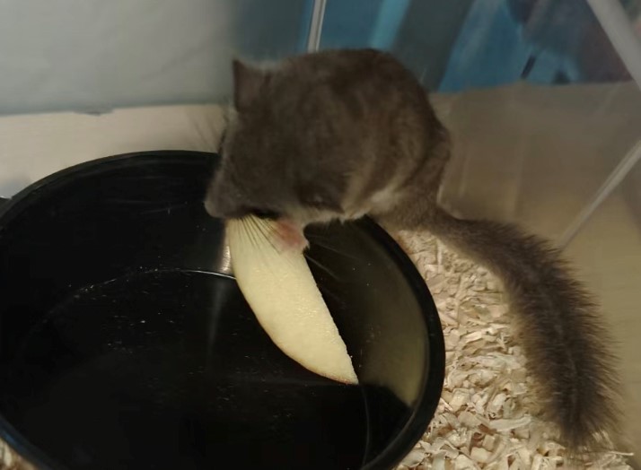 拇指松鼠喜歡吃蘋果