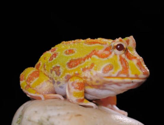 黃金角蛙大小