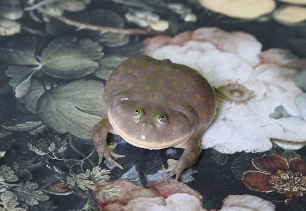 小丑蛙壽命較長