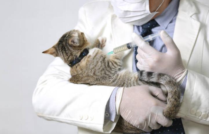 發現貓咪生病的時候要及時治療